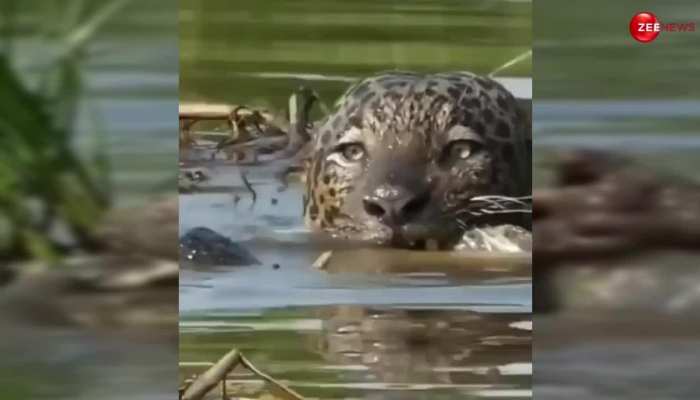 शिकार के लिए पानी में चुपके से बैठा था जगुआर, जैसे ही आया मगरमच्छ, एक झटके में कर डाला काम खत्म...