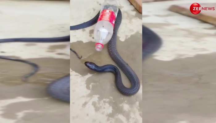 King cobra को लग रही थी गर्मी तो बोतल का ढक्कन खोल ले लिया बाथ 