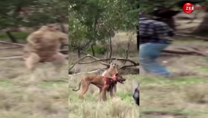 कुत्ते की जान बचाने के लिए मालिक ने कंगारू के साथ की बॉक्सिंग, लोग बोले- वाह जाबाज 