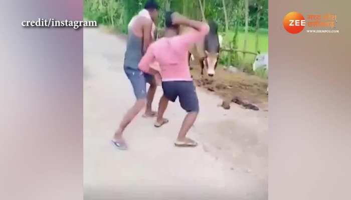  viral video: सांड के सामने लड़कों ने इमराम हाशमी के गाने पर किया डांस, देखिए फिर क्या हुआ