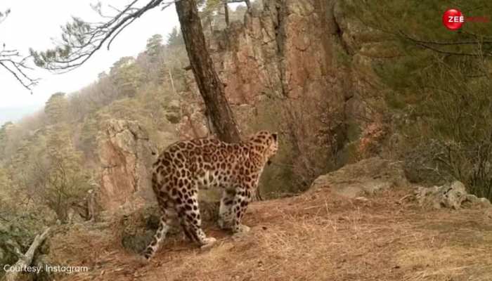 तेंदुए ने ऊंची पहाड़ी पर किया 'सूर्य नमस्कार', अद्भुत नजारा देख लोग बोले- इसने शिल्पा शेट्टी से ट्रेनिंग ली है!