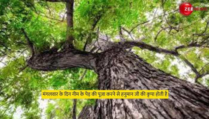 जानें- क्या है शमी वृक्ष का धार्मिक महत्व, ऐसे करें उपासना - shami tree  religious significance tlifd - AajTak