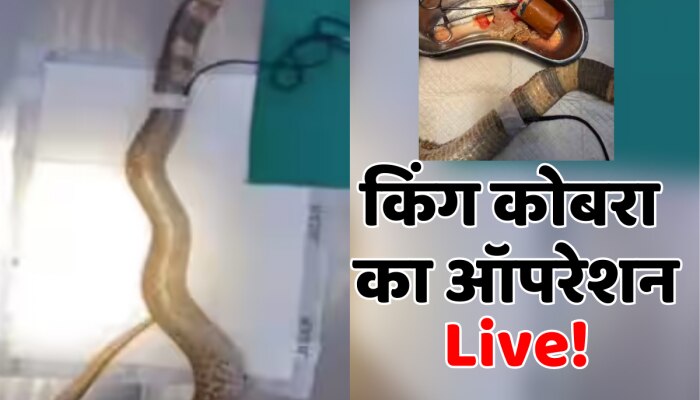 King Cobra : अस्पताल में भर्ती हुआ किंग कोबरा, देखिए सांप का ऑपरेशन Live