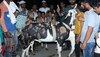 Eid Ul Adha 2023: 'सुल्तान' का वज़न और क़ीमत जानकर फटी रह जाएंगी आंखें; इस कारण बना आकर्षण का केंद्र
