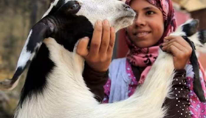 Eid-Ul-Adha: बकरे पर लिखा 786, हिंदू मालिक ने 1 रुपयों में नहीं बेचा