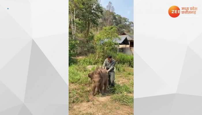 Elephant Viral Video: केयर टेकर के साथ छोटे हाथी ने किया कुछ ऐसा, वीडियो देखते ही आप भूल जाएंगे अपने सारे दुख