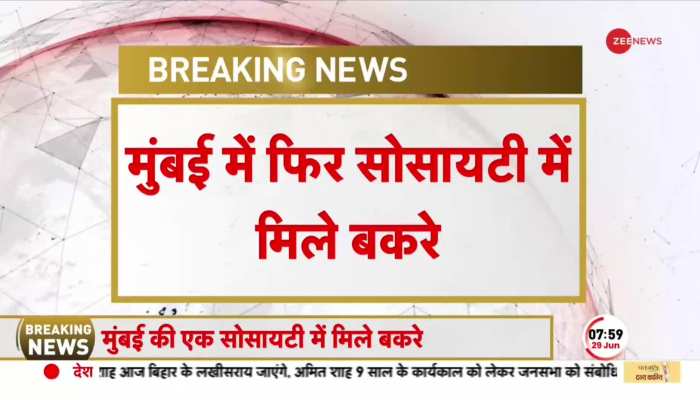 Bakrid 2023: सोसायटी की पार्किंग में बांधकर रखे गए बकरों पर बवाल! BMC ने लिया ये एक्शन