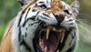Maharashtra News: बाघ के हमले में युवक की मौत, गुस्साए ग्रामीणों ने वन अधिकारियों पर किया हमला