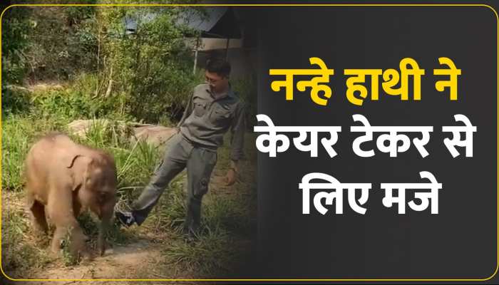 Viral Video: छोटे हाथी ने Care Taker के ऐसे लिए मजे, Video देख नहीं रोक 