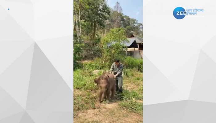 Baby Elephant Viral Video: नन्हे हाथी का ये शरारत भरा वीडियो कर देगा इमोशनल, देखना मत भूलिएगा 