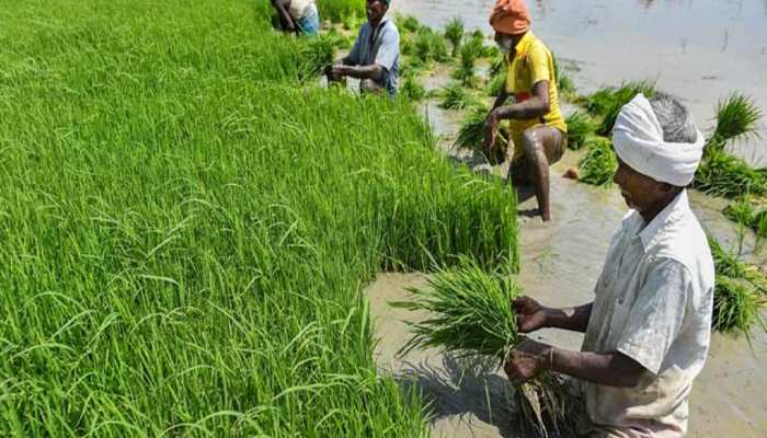 किसानों को मिल गया तोहफा, अब सरकार दे रही 50 फीसदी सब्सिडी, 15 जुलाई तक करें अप्लाई