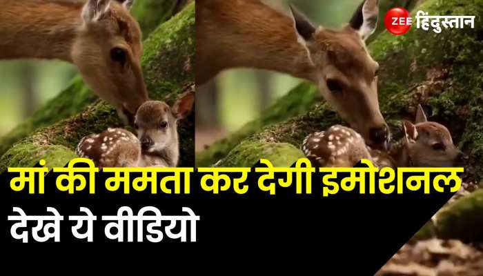 Deer Viral Video: अपने बच्चे को प्यार कर रही थी हिरण, फिर जो हुआ