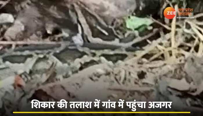 Python Attack: शिकार खोज रही मुर्गी खुद बनी अजगर का शिकार, गांव में मचा हड़कंप: Watch video