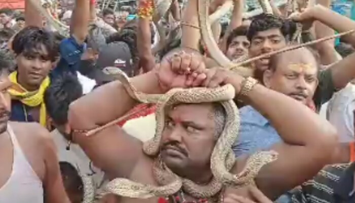 Snake Video: किसी के हाथ तो किसी के गले में सांप, यहां पर लगा सांपों का अनोखा मेला  