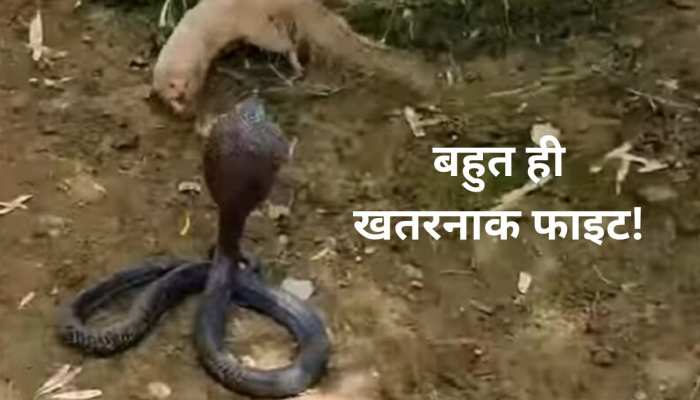 कोबरे और नेवले की ये जंग आपने नहीं देखी..तो फिर क्या देखा! रोंगटे खड़े हो जाएंगे