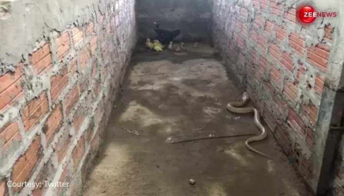 King Cobra Viral: अपने चूजों की जान बचाने के लिए किंग कोबरा से भिड़ गई मुर्गी, एक्शन हीरो की तरह बचाई एक-एक कर अपने बच्चों की जान