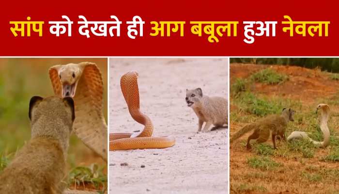 viral video: सांप को देखते ही आग बबूला हुआ नेवला, दोनों के बीच छिड़ी जंग