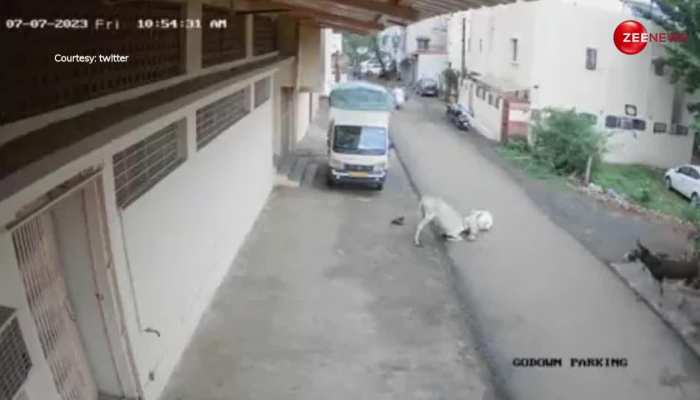 गधे ने बूढ़े आदमी पर अचानक कर दिया हमला, CCTV में कैद हुआ पूरा वाकया; वीडियो देख पैरों तले खिसक जाएगी जमीन