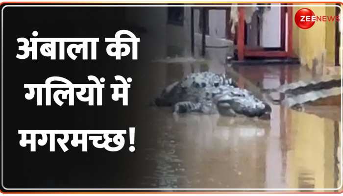 Crocodile in Punjab Rain: Ambala की गलियों में दिखा मगरमच्छ, लोगों ने बनाया वीडियो 