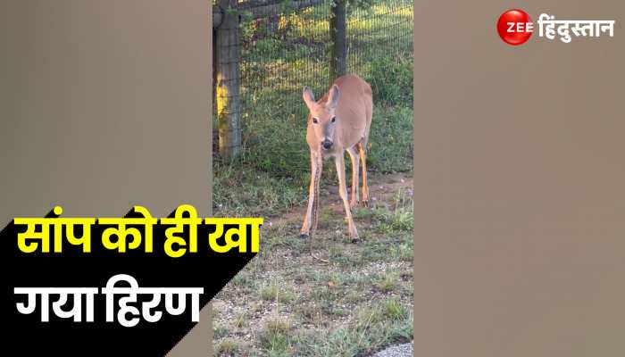 जहरीले सांप को चबा कर खा गया हिरण