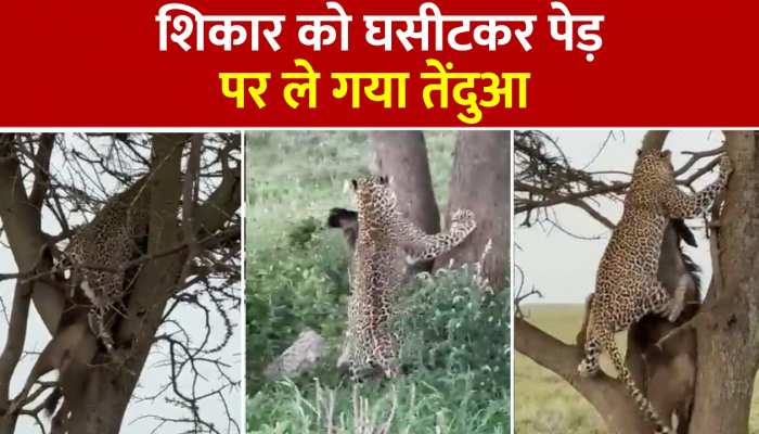 Viral Video: शिकार को घसीटकर पेड़ पर ले गया तेंदुआ, तड़पता रहा जानवर