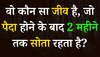 Quiz: आखिर ऐसा कौन सा जीव है, जो पैदा होने के बाद 2 महीने तक सोता रहता है?