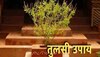 tulsi plant remedies