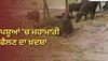 Dairy Cattle News: ਹੜ੍ਹ ਪ੍ਰਭਾਵਿਤ ਇਲਾਕਿਆਂ 'ਚ ਦੁਧਾਰੂ ਪਸ਼ੂਆਂ 'ਚ ਮਹਾਮਾਰੀ ਫੈਲਣ ਦਾ ਖ਼ਤਰਾ, ਬਚਾਉਣ ਲਈ ਜਾਣੋ ਕੀ ਕਰੀਏ