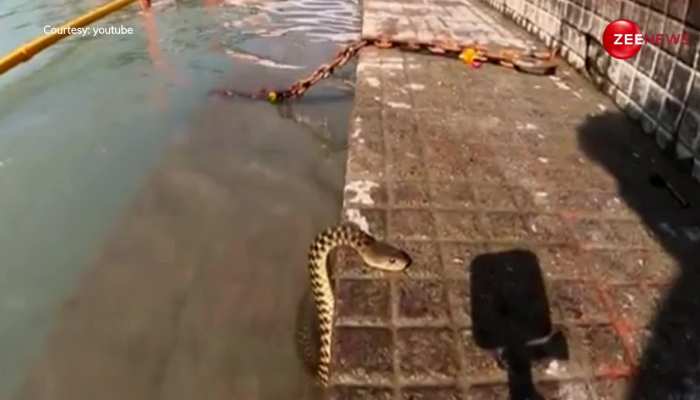 King Cobra ने लगाई गंगा में डुबकी, सावन के महीने में नदी किनारे आया नजर 