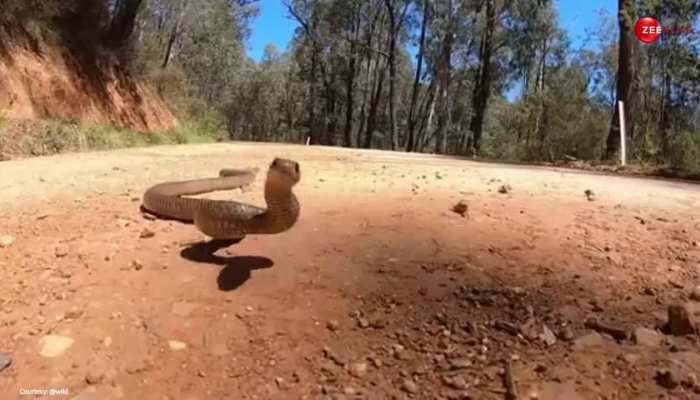 King Cobra: नागिन को देख कोबरा का नहीं रहा खुशी का ठिकाना! बंदर की तरह उछलते हुए हवा में मारने लगा छलांग