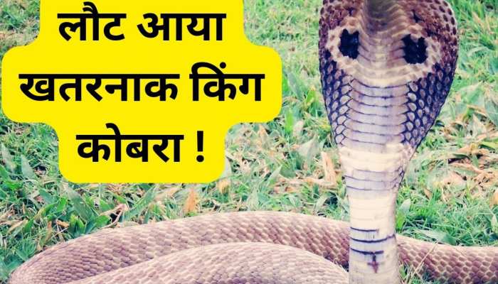 King Cobra: खतरनाक किंग कोबरा की हुई वापसी? आखिरी बार यहां आया था नजर 