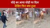 Horse Mare Viral Video: घोड़े का आया घोड़ी पर दिल, ऊपर बैठे दुल्हे की हुई मुश्किल