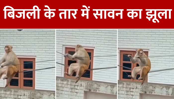 Monkey Ka Video: बिजली के तार में सावन का झूला, बंदर वीडियो देख लोटपोट हुए लोग