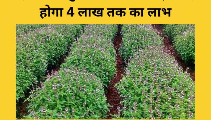 Business Idea Become millionaire by Basil Farming start business