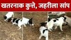 Dogs vs Snake Fight Viral Video: कुत्तों और जहरीले सांप की लड़ाई का वीडियो