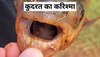 इस मछली के दांत इंसानों जैसे..पकड़ते ही लड़का चिल्ला उठा, चौंकाने वाली तस्वीरें वायरल