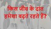 Quiz: किस जीव के दांत हमेशा बढ़ते रहते हैं?