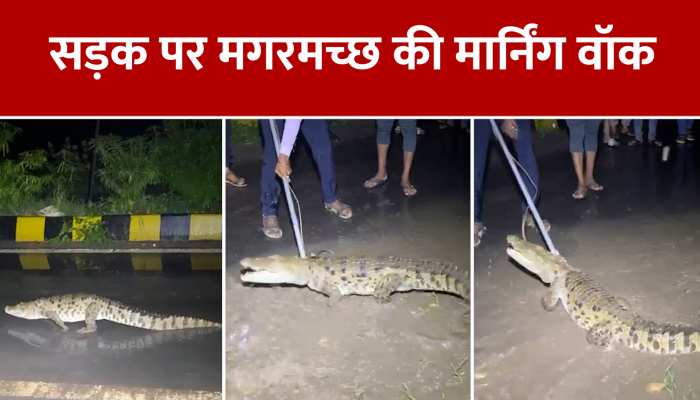 WATCH: बीच सड़क दौड़ने लगा मगरमच्छ, घंटों बाद ऐसे आया फंदे में Video Viral 