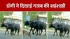 WATCH: भैंसों के ऊपर चढ़ गया डॉगी, गजब की शहंशाही का वीडियो हुआ वायरल 