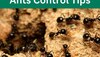Ants Control: चींटियों ने घर में मचा रखा है आतंक? जानिए इनकी एंट्री पर कैसे लगेगी रोक
