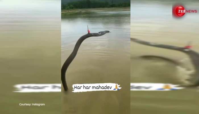 नदी में खड़े होकर King Cobra ने दिखाए ऐसे करतब, लोगों ने रूह कंपा देने वाला वीडियो बनाने में नहीं की देर