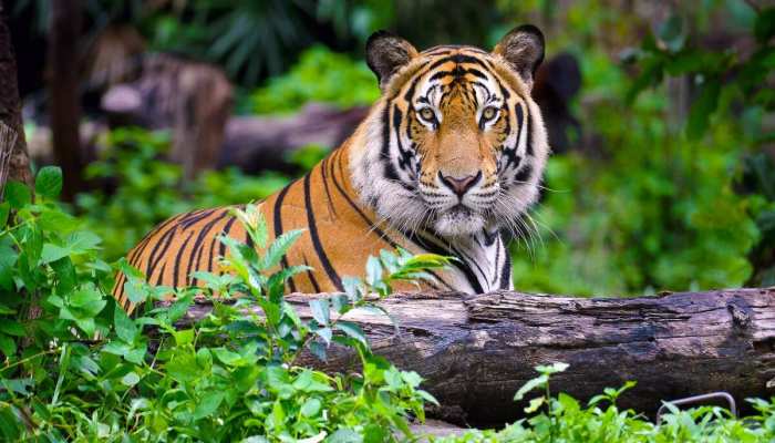 Tiger Population in World: ବିଶ୍ୱର କେଉଁ ଦେଶରେ ଅଛନ୍ତି ସବୁଠୁ ଅଧିକ ବାଘ? ଜାଣନ୍ତୁ