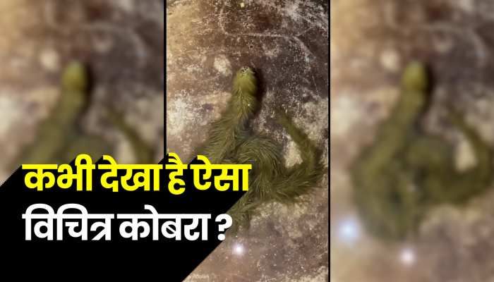 पानी में दिखा ऐसा कोबरा, जिसे देख दिमाक घूम जाएगा, देखें वीडियो 