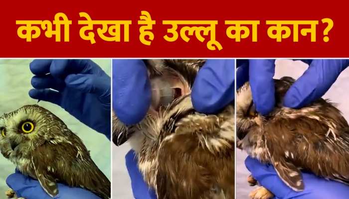 Owl Video: उल्लू का इतना बड़ा कान देखा क्या, फटी की फटी रह जाएंगी आंखें