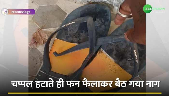 King Cobra Video: चप्पल के नीचे छुपा मिला किंग कोबरा, हटाते ही फन फैलाकर हमले के लिए हो गया तैयार