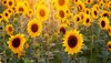 शादी की 50वीं सालगिरह पर पत्नी को दिया खास गिफ्ट, 80 एकड़ जमीन पर उगाए 12 लाख सूरजमुखी के फूल