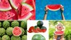 Watermelon Varieties: आम की वैराइटी तो मुंहजबानी याद होंगी, तरबूज की भी किस्‍में होती हैं क्‍या ये जानते हैं?