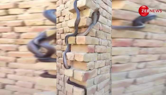 King Cobra का रोमांस देख कर लेंगे आंखें बंद, दीवार पर चढ़कर अपनी आइटम से कसकर चिपका, सबसे बड़ा सांप