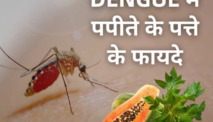 Papaya leaf benefits in dengue fever know how to use papaya leaves