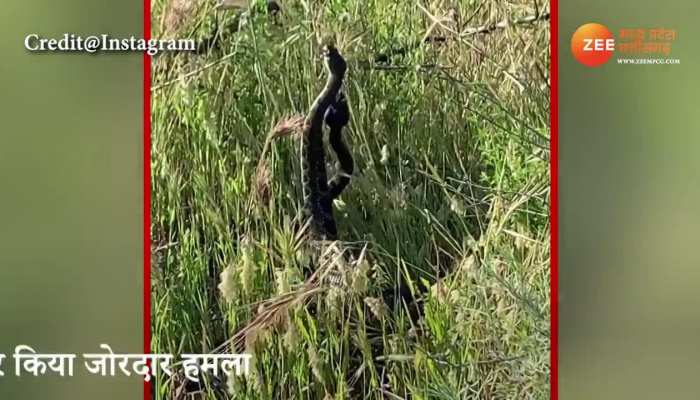 Snake Fight Video: दो सांप में हो गई गजब की वार! लोगों ने कहा ये तो रोमांस है; देखें वीडियो